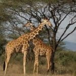 Faire un parcours magnifique dans quelques réserves animalières du Kenya